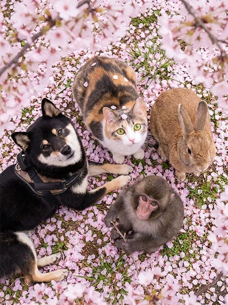 桜の花びらと動物たち