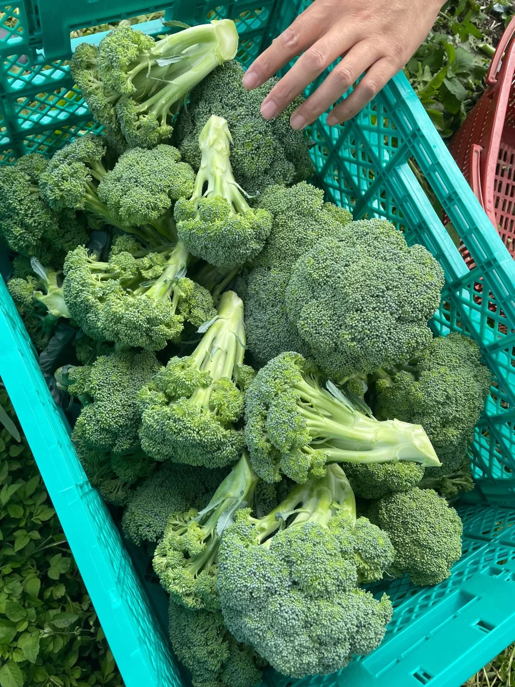 緑色のコンテナいっぱいに収穫されたばかりの新鮮なブロッコリーが積まれており、その中には手を伸ばしている人物が写っています。