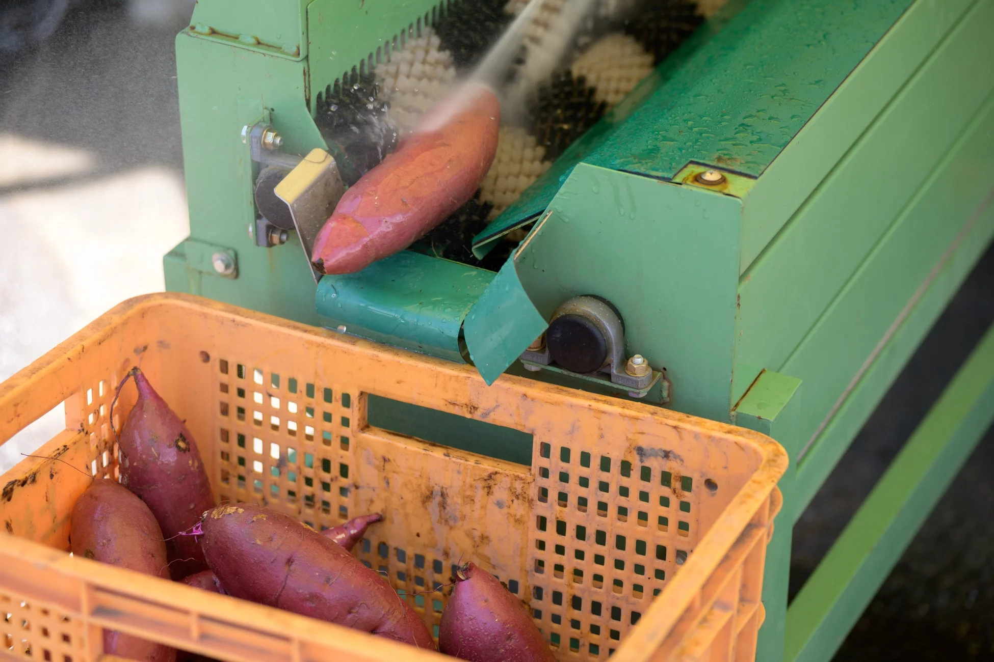 さつまいもの洗浄機