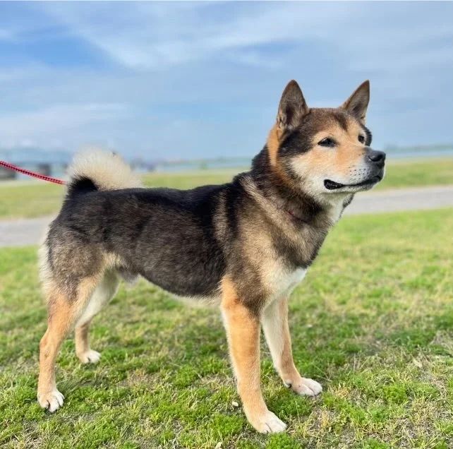 公園の芝生の上に立つ黒と茶色の毛並みの犬