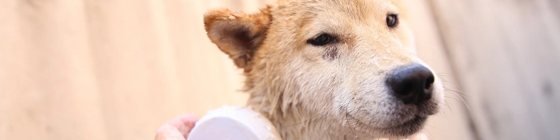 犬猫介護アドバイザー資格