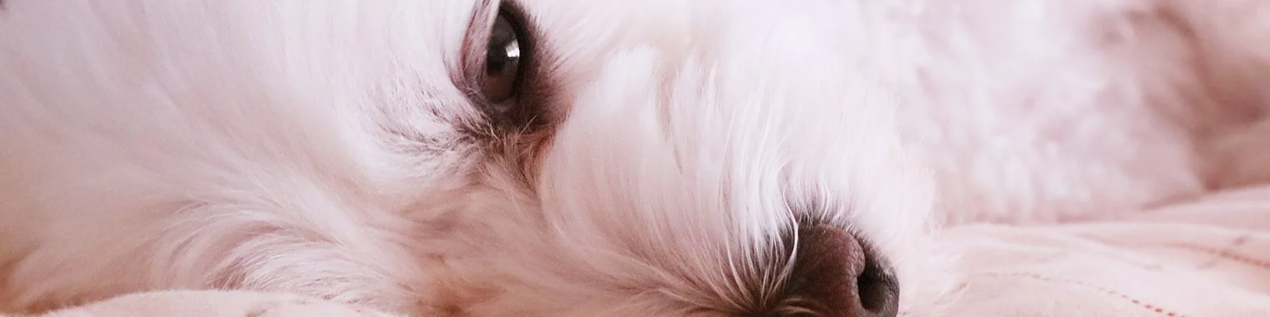 犬猫ストレスケアアドバイザー資格