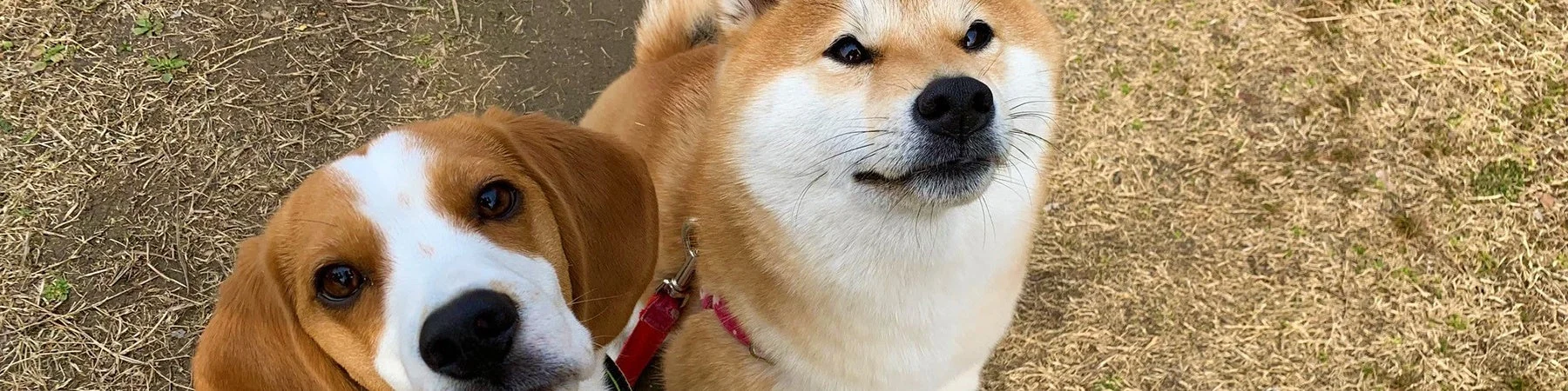 ドッグトレーニングアドバイザー資格