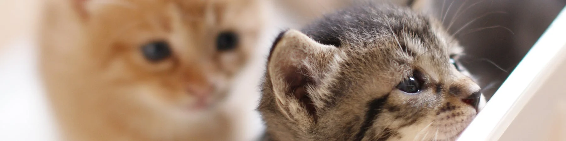 犬・猫ペットブリーダー資格