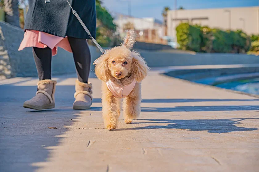 犬の散歩代行